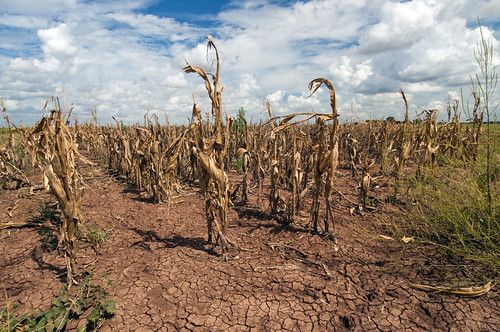 Corn fields impacted by drought in the USA